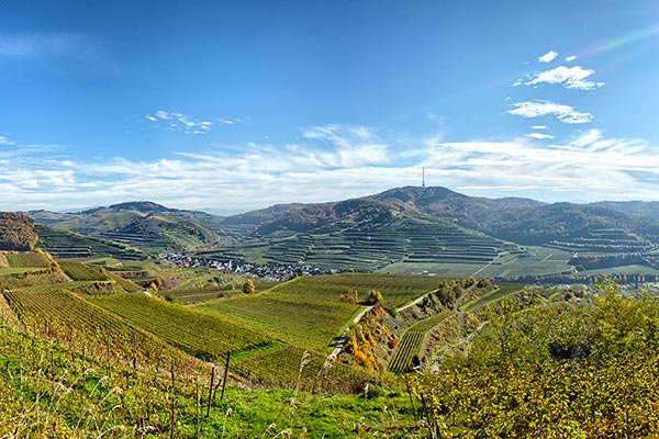 Weinterrassen am Kaiserstuhl